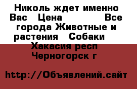 Николь ждет именно Вас › Цена ­ 25 000 - Все города Животные и растения » Собаки   . Хакасия респ.,Черногорск г.